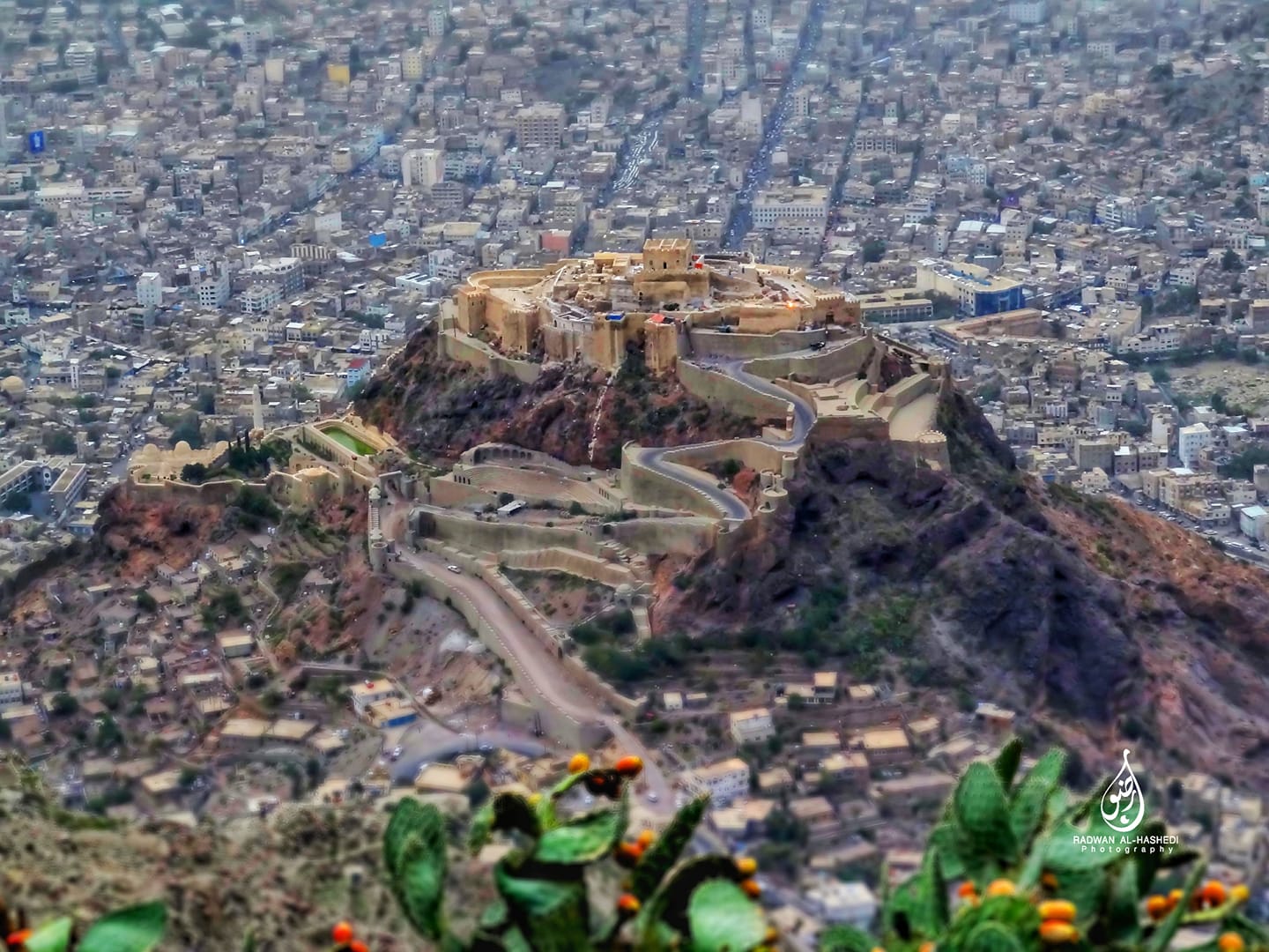 تعز